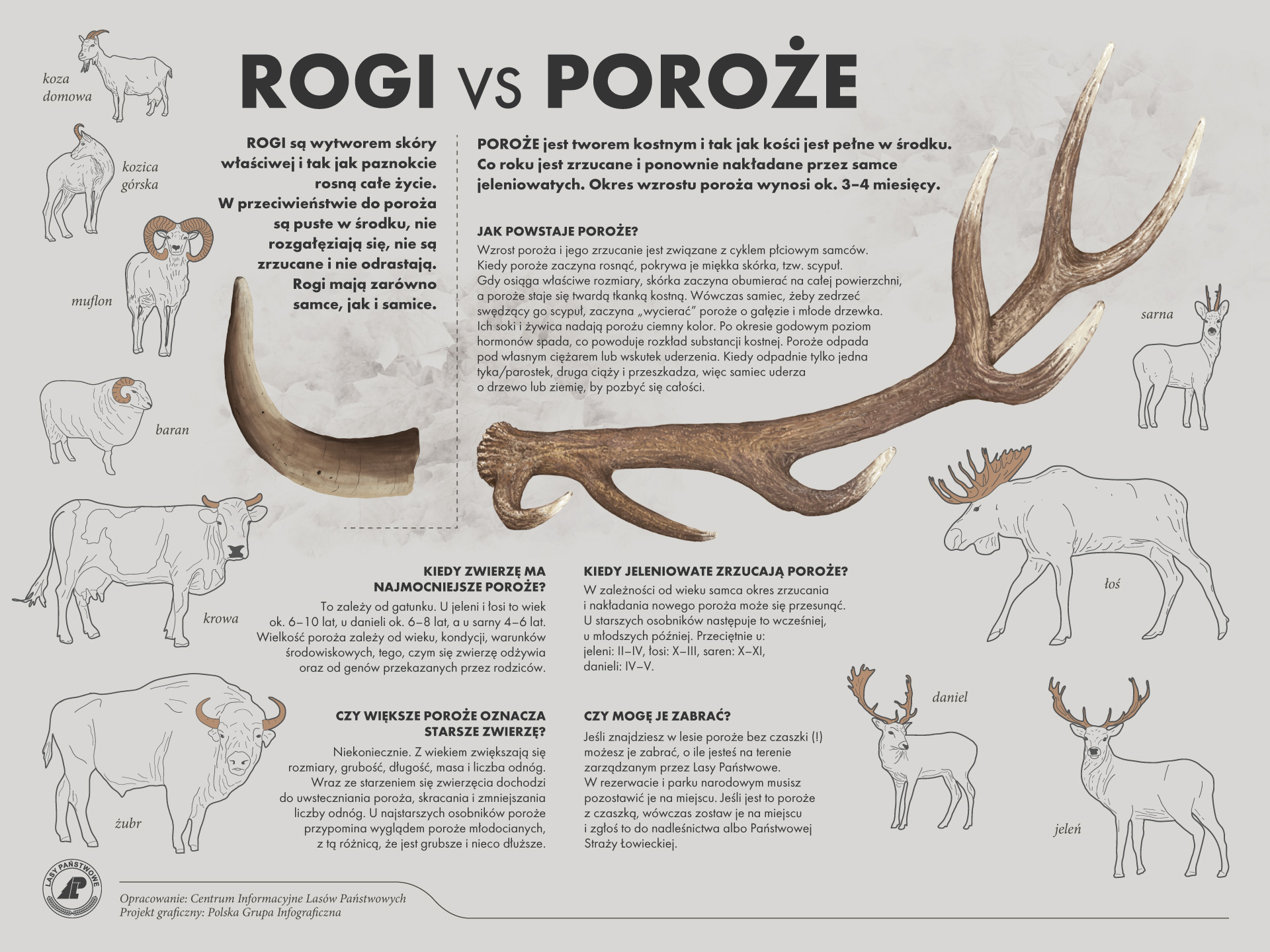 Ryc. 1. Infografika prezentująca różnice pomiędzy rogami a porożem