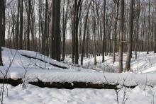 Akcja „Zima w lesie”