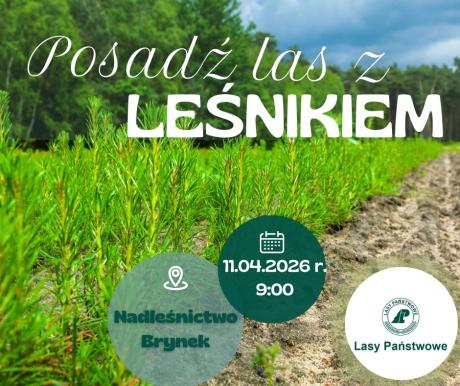 Posadź z leśnikiem